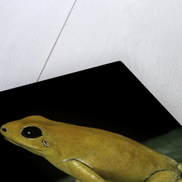 Phyllobates terribilis (golden poison frog) by Anonymous