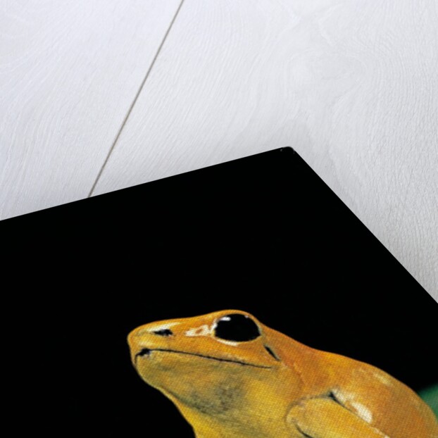 Phyllobates terribilis (golden poison frog) by Anonymous