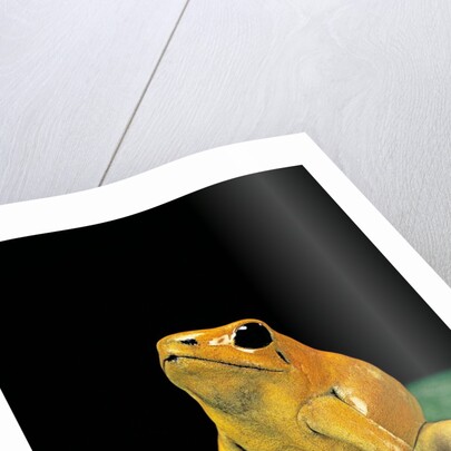 Phyllobates terribilis (golden poison frog) by Anonymous