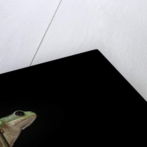 Phyllomedusa hypochondrialis azurea (northern orange-legged leaf frog) by Anonymous