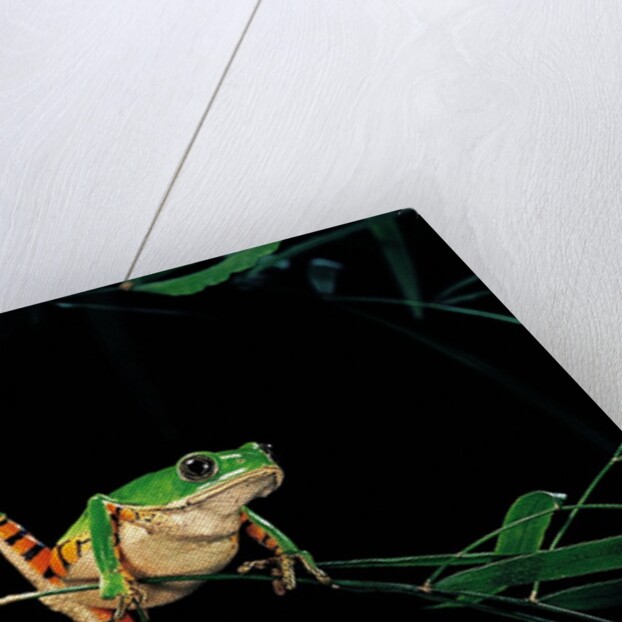 Phyllomedusa hypochondrialis azurea (northern orange-legged leaf frog) by Anonymous