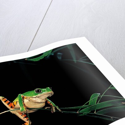 Phyllomedusa hypochondrialis azurea (northern orange-legged leaf frog) by Anonymous