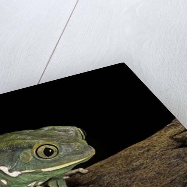 Phyllomedusa sauvagii (waxy monkey leaf frog) by Anonymous