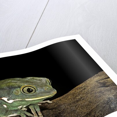 Phyllomedusa sauvagii (waxy monkey leaf frog) by Anonymous