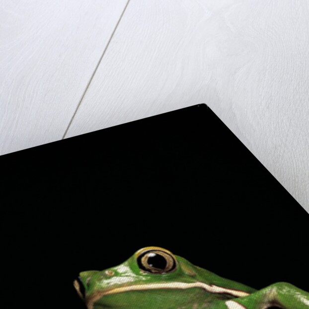 Phyllomedusa sauvagii (waxy monkey leaf frog) by Anonymous