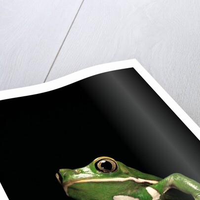 Phyllomedusa sauvagii (waxy monkey leaf frog) by Anonymous