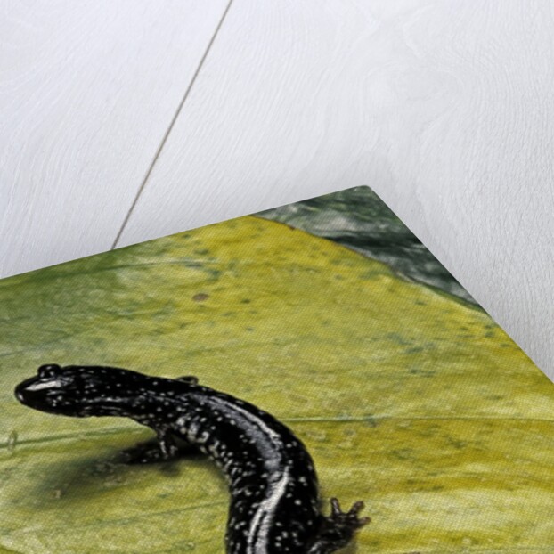 Plethodon glutinosus (northern slimy salamander) by Anonymous