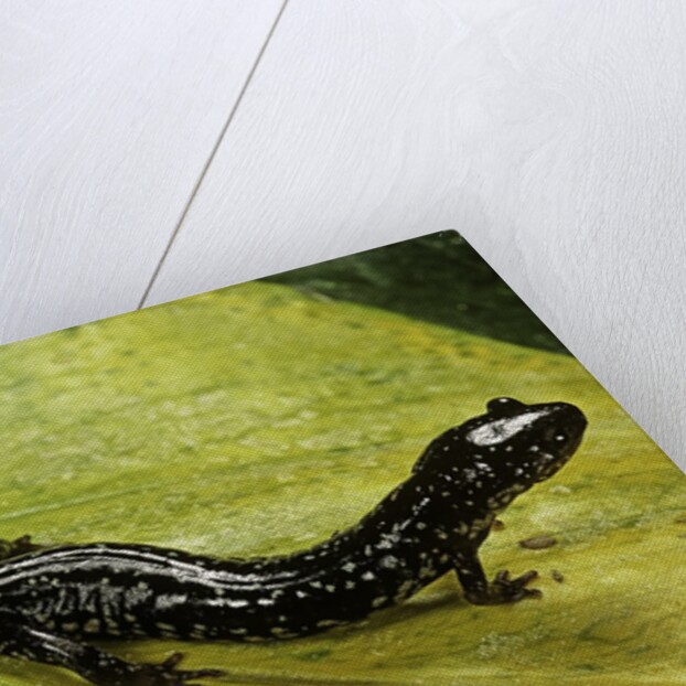 Plethodon glutinosus (northern slimy salamander) by Anonymous