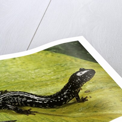 Plethodon glutinosus (northern slimy salamander) by Anonymous