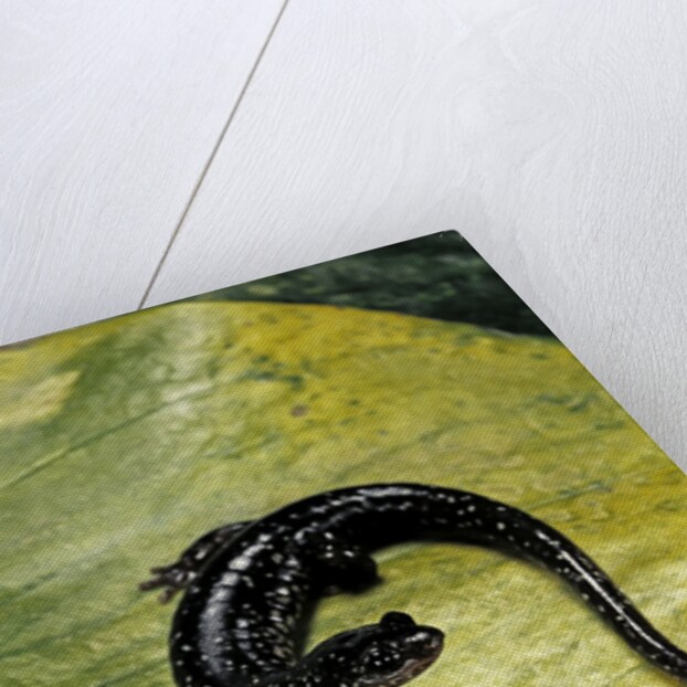 Plethodon glutinosus (northern slimy salamander) by Anonymous