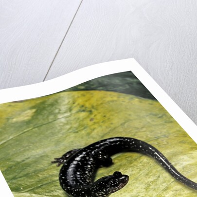 Plethodon glutinosus (northern slimy salamander) by Anonymous