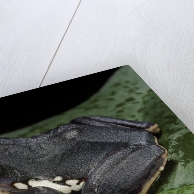 Rhacophorus dennysi (chinese gliding frog) by Anonymous