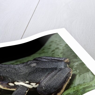 Rhacophorus dennysi (chinese gliding frog) by Anonymous