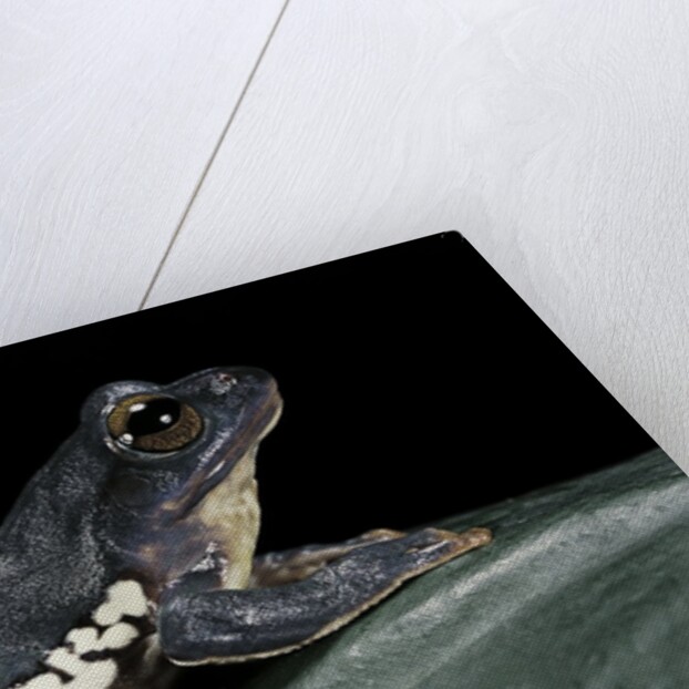 Rhacophorus dennysi (chinese gliding frog) by Anonymous