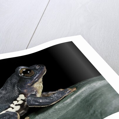 Rhacophorus dennysi (chinese gliding frog) by Anonymous