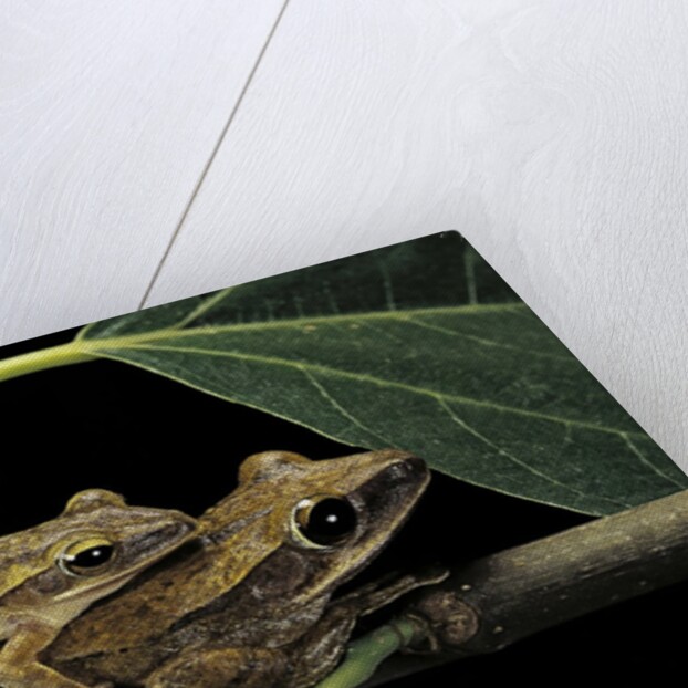 Polypedates leucomystax (common tree frog, golden gliding frog) - mating by Anonymous