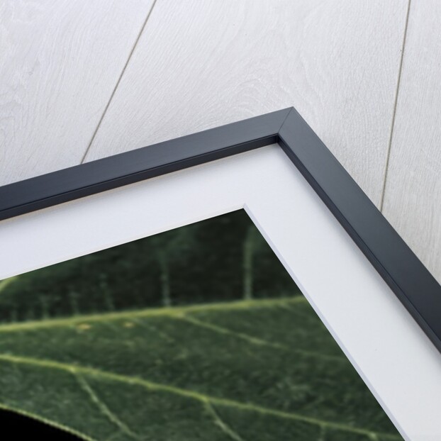 Polypedates leucomystax (common tree frog, golden gliding frog) - mating by Anonymous