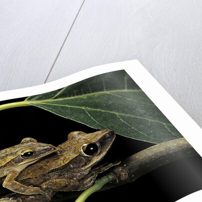 Polypedates leucomystax (common tree frog, golden gliding frog) - mating by Anonymous