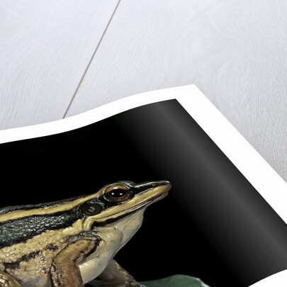 Hylarana erythraea (common green frog, leaf frog) by Anonymous