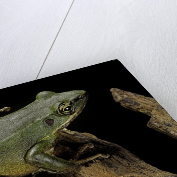 Odorrana hosii (poisonous rock frog) by Anonymous
