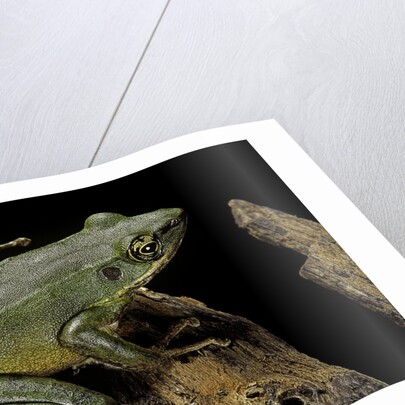 Odorrana hosii (poisonous rock frog) by Anonymous