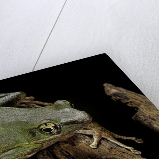 Odorrana hosii (poisonous rock frog) by Anonymous