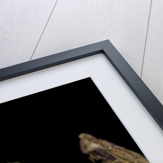 Odorrana hosii (poisonous rock frog) by Anonymous