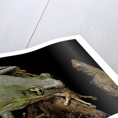 Odorrana hosii (poisonous rock frog) by Anonymous