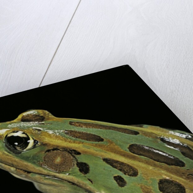 Lithobates pipiens (northern leopard frog) by Anonymous