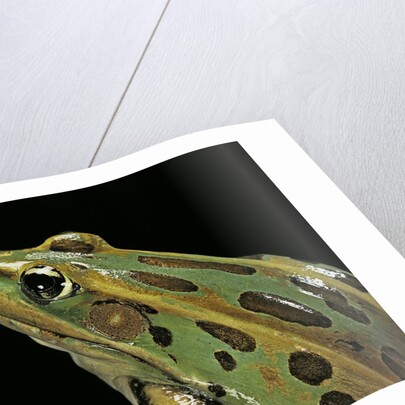 Lithobates pipiens (northern leopard frog) by Anonymous