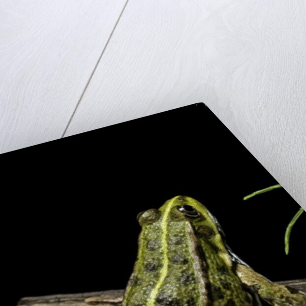 Pelophylax ridibundus (marsh frog, laughing frog) by Anonymous