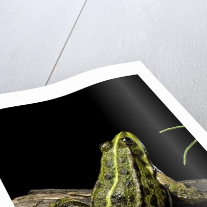 Pelophylax ridibundus (marsh frog, laughing frog) by Anonymous