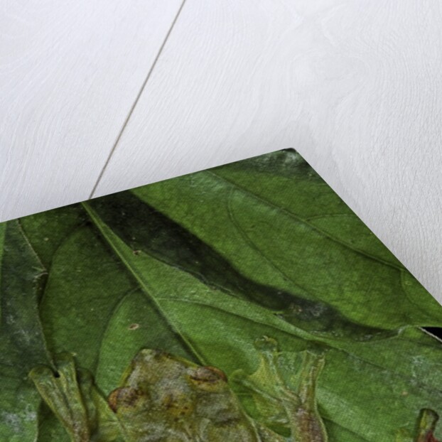 Rhacophorus prominanus (Malayan flying frog) by Anonymous