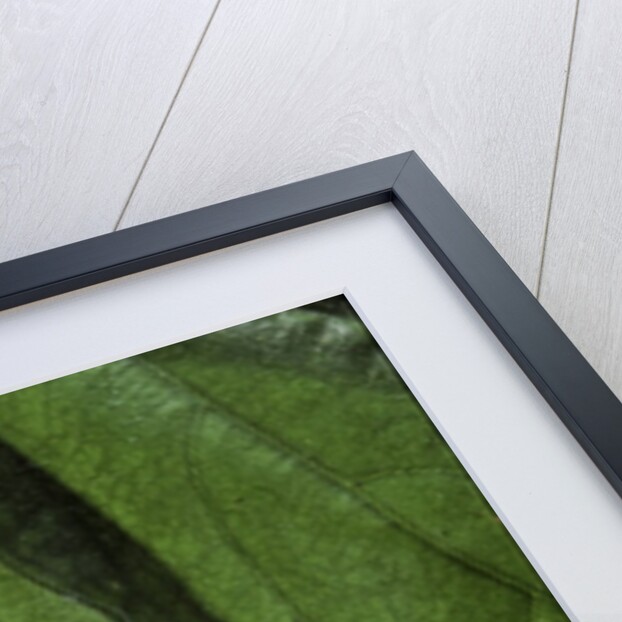 Rhacophorus prominanus (Malayan flying frog) by Anonymous