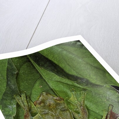 Rhacophorus prominanus (Malayan flying frog) by Anonymous