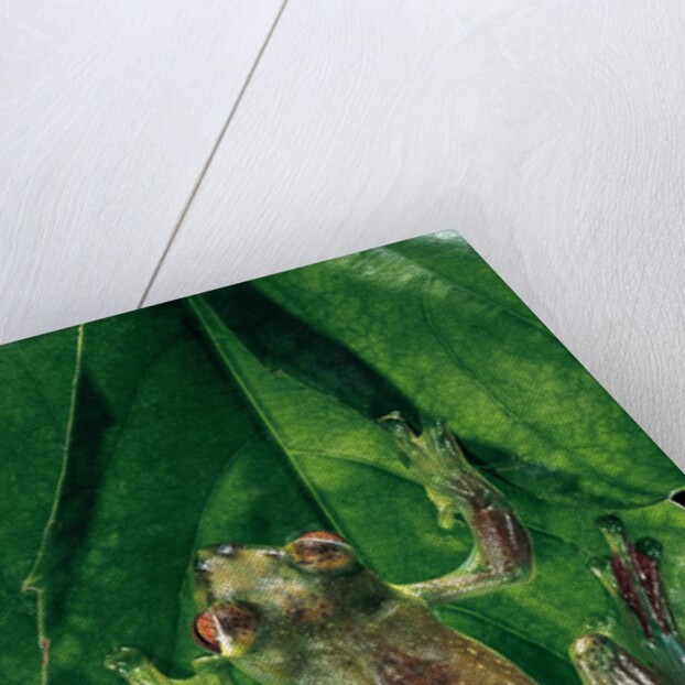 Rhacophorus prominanus (Malayan flying frog) by Anonymous