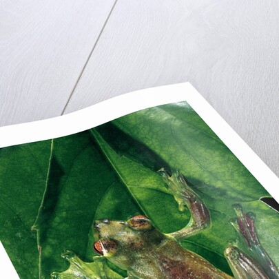 Rhacophorus prominanus (Malayan flying frog) by Anonymous