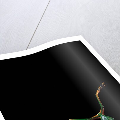 Rhacophorus reinwardtii (green flying frog) - flying by Anonymous