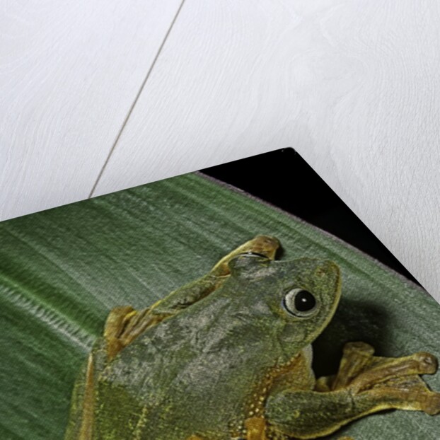 Rhacophorus reinwardtii (green flying frog) by Anonymous