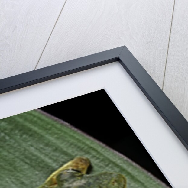 Rhacophorus reinwardtii (green flying frog) by Anonymous