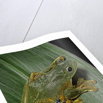 Rhacophorus reinwardtii (green flying frog) by Anonymous