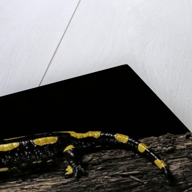 Salamandra salamandra terrestris (fire salamander) by Anonymous