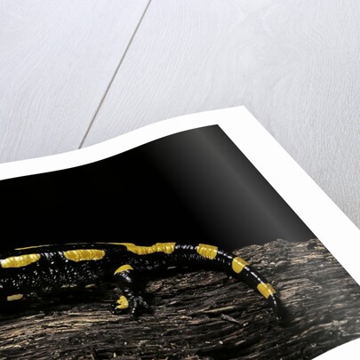 Salamandra salamandra terrestris (fire salamander) by Anonymous