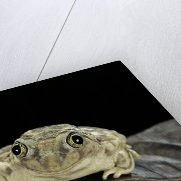Spea bombifrons (plains spadefoot toad) by Anonymous