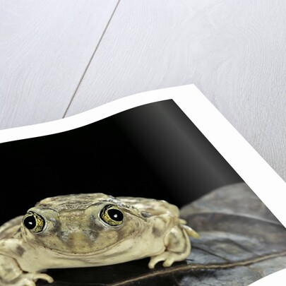Spea bombifrons (plains spadefoot toad) by Anonymous