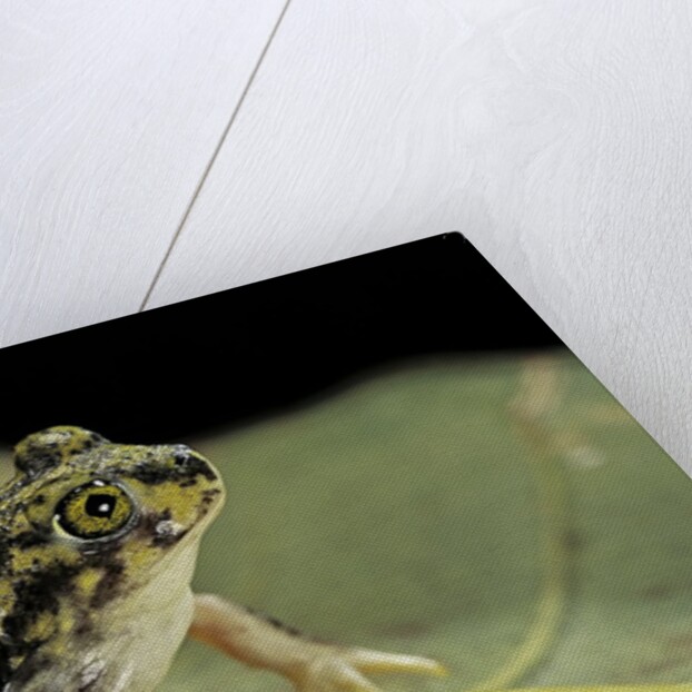 Scaphiopus couchii (Couch's spadefoot toad) by Anonymous