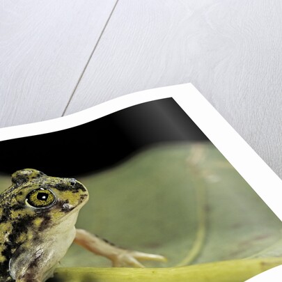 Scaphiopus couchii (Couch's spadefoot toad) by Anonymous