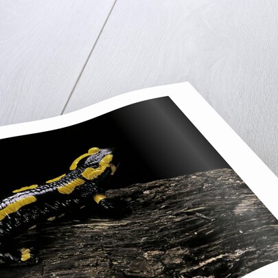 Salamandra salamandra terrestris (fire salamander) by Anonymous