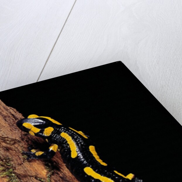 Salamandra salamandra terrestris (fire salamander) by Anonymous