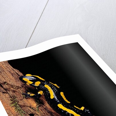 Salamandra salamandra terrestris (fire salamander) by Anonymous